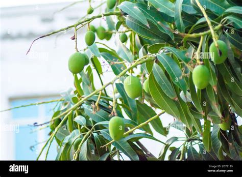 Closeup Of Mangoes Hanging On Mango Tree Mango Farm Mangifera Indica Stock Photo Alamy