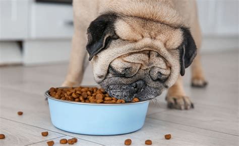 Best Dog Food Ingredients What To Look For When Buying Food For Your Dog