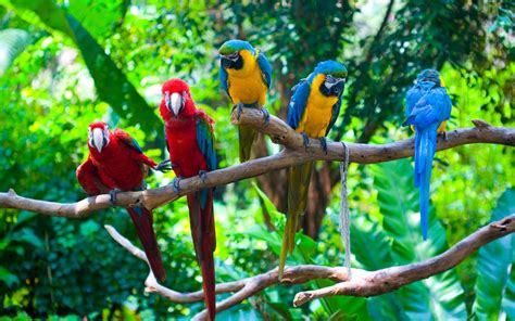 Five Parrots Branches Birds Close Up Wallpaper Animals Wallpaper