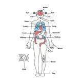 Human body is a complex machine. Male colon and intestines stock illustration. Illustration ...