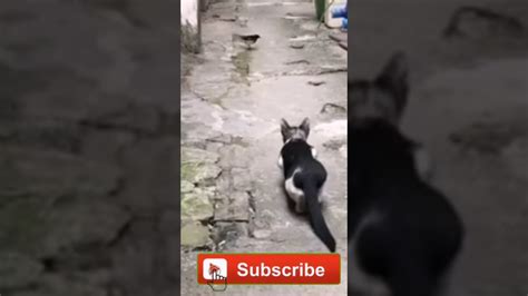Cat Catching A Bird Beautiful Hunting Style Hunting Cat Animals