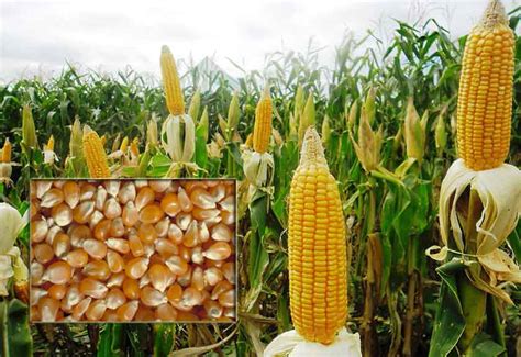 Misalnya ada dua orang yang sedang mengobrol, sebut si a dan b. Cara Menanam Jagung Manis Supaya Tongkolnya Besar - Kutanam
