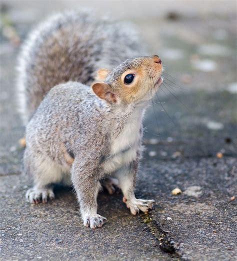 A Small Squirrel Is Standing On The Pavement