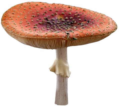 Edible mushroom Photography - Fairy tale mushroom 720*651 transprent Png Free Download - Edible ...