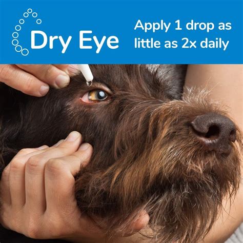 Eye Lube For Dogs And Cats Ocunovis Biohance Gel Eye Drops Artificial