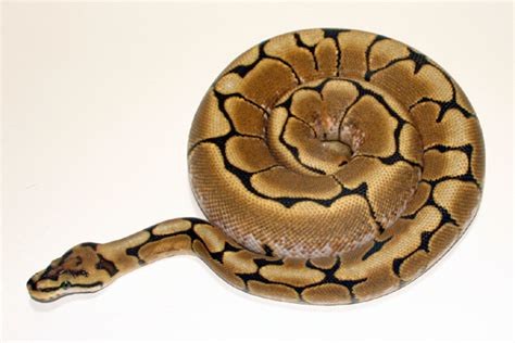 This includes the purchase price of the ball python itself, as well as the. Small Animals77: Orange Dream Spider Ball Python
