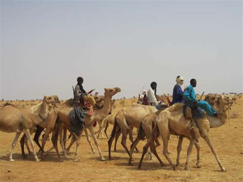 Acnur Refugiados Tuareg En Níger Trasladan Su Ganado Hacia Zonas Más