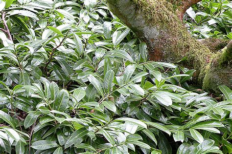 Great Plant Pick Prunus Laurocerasus ‘mount Vernon Dwarf English