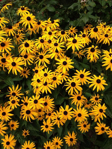 Black Eyed Susans Newest Addition To Our Flower Bed This Year Flower