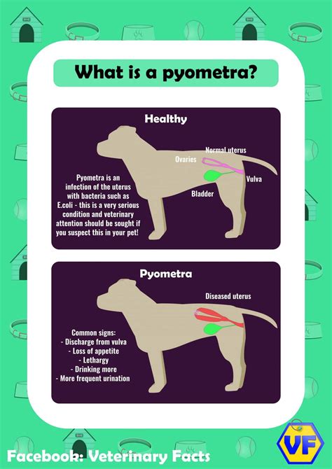 What Is Pyometra I Love Veterinary