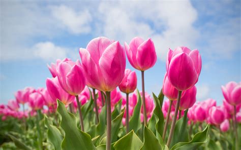 Download Wallpapers Pink Tulips 4k Spring Tulip Field Close Up