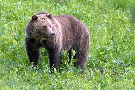 Yellowstone Grizzlies Removed From Threatened Species List