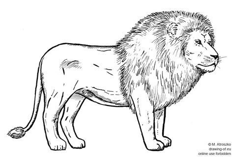 Leon dibujo Dibujos