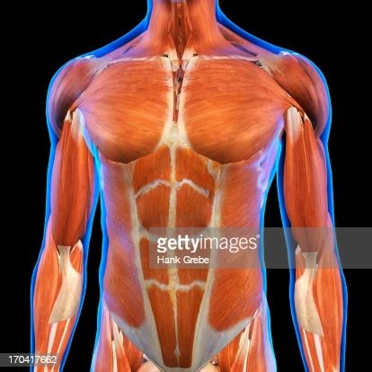Maybe you would like to learn more about one of these? Front View Of Male Chest And Abdominal Muscles Anatomy In Blue Xray Outline Full Color 3d ...