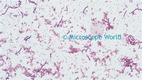 Microscope World Blog Bacteria Under The Microscope With