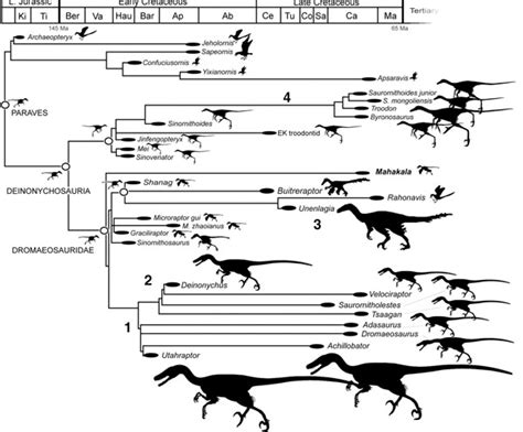 Evolucion Dinosaurios Imagui