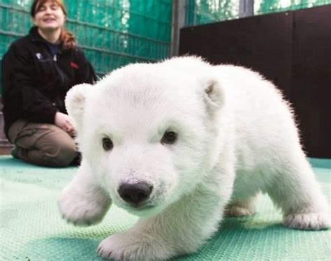 Baby Polar Bears Are Cute Before They Grow Up And Eat