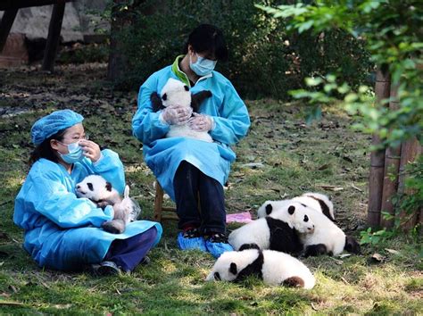 Best Job Ever Baby Pandas At The Giant Panda Research Base In Chengdu