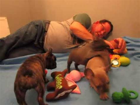 Watch french bulldog puppy videos! Mishka Pups ~ French Bulldog Puppies ~ Oregon French ...
