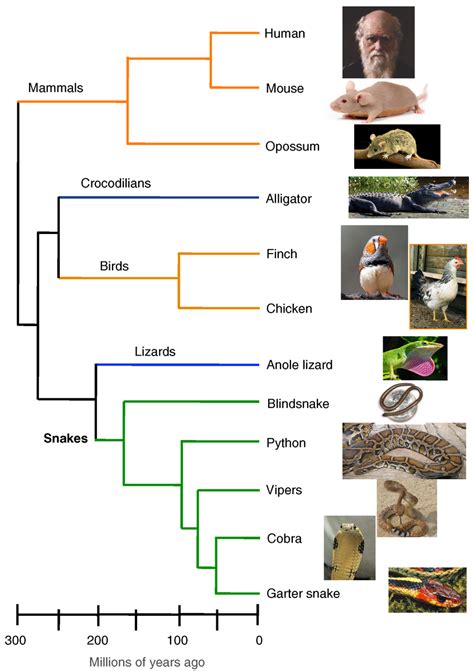Phylogenetic tree of major amniote vertebrate lineages. Approximate