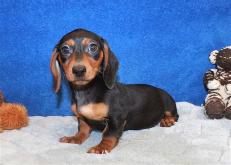 Rather, we breed and network with other reputable breeders to provide quality pug puppies. Dachshund Puppies For Sale - Long Island Puppies