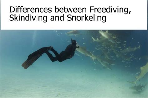 Differences Between Freediving Skindiving And Snorkeling Scuba