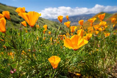 Where to See California Poppies (8 Wild Poppy Fields in CA) - Ask for ...