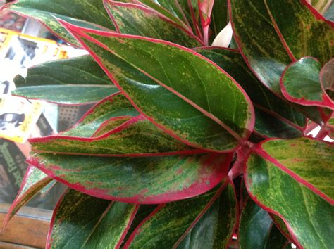 Identifying and Care of a Chinese Evergreen - HousePlant411