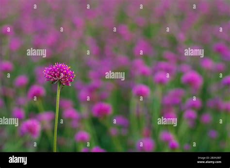 Pink Color Globe Amaranth Flower With Colorful Blurry Background Stock