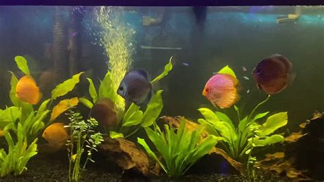 125 Gallon Discus Tank Youtube