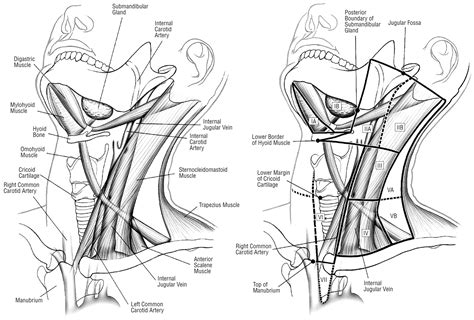 Back Of Neck Anatomy Lymph What Causes Pain Below My Jaw On The Right