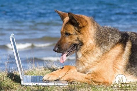 The Complete German Shepherd Guide From Pup To Pal