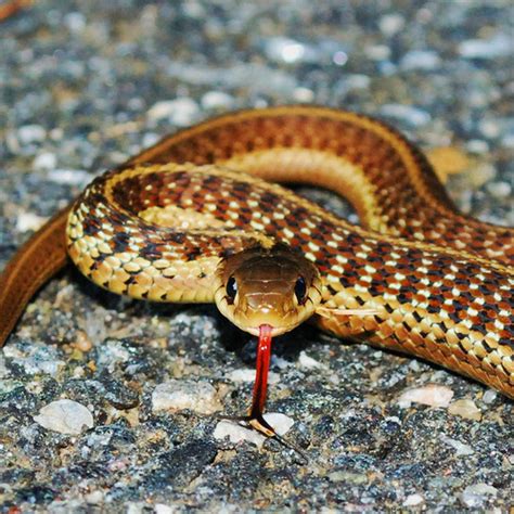 Snakes wander into homes in search of prey and nesting sites or find themselves inside purely by accident. AllTrails Journal - How to Find Snakes