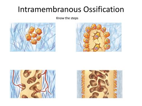 Bone Development Intramembranous Ossification Anatomy