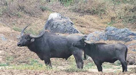 Chhattisgarhs State Animal Close To Extinction Only Female Wild