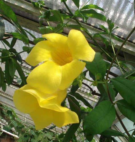 La pianta dell'allamanda è caratterizzata da fusti lunghi e sottili all'apice dei fusti, nella stagione calda, fanno la loro comparsa grandi fiori campanulati di colore giallo oro molto intenso. Pianta Rampicante Con Fiori Gialli