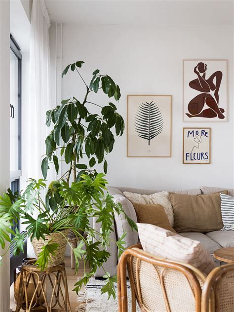 12 Stunning Mid Century Modern Indoor Plants For Every Home Nook And Find