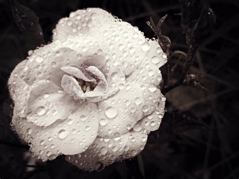 Wallpaper Blackandwhite Flower Macro Droplets Dew Macros