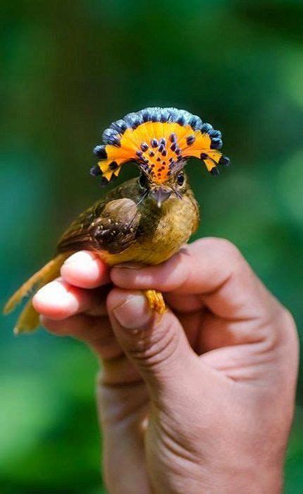 Amazonian Royal Flycatcher Onychorhynchus Coronatus Coronatus Photo