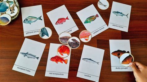 Dive Into Learning The Magical World Of Real Fish Flash Cards