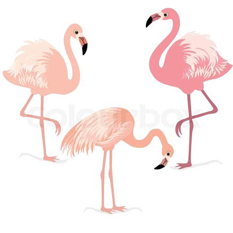 Flamingo Vektor Niedlich Stock Vektor Colourbox