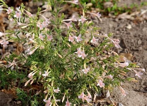 California Native Plant Ground Cover Plants