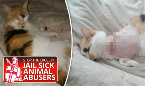 Pet Cat Loses Leg After Being Shot By Deadly Air Gun