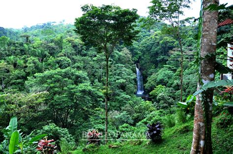 Parques Naturales Selva Y Bosque Nuboso Bonitopanamá