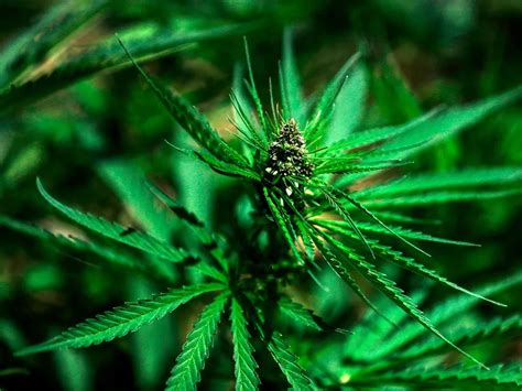 New Study Suggests Cannabis Wild Ancestors Likely Came From China