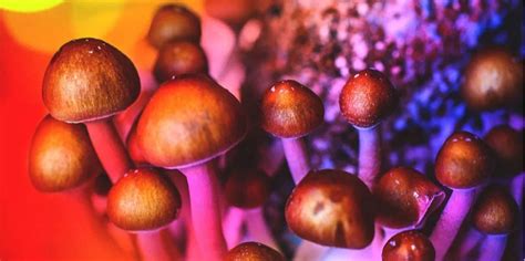Псилоцибиновые грибы ученые впервые исследовали влияние галлюциногенов
