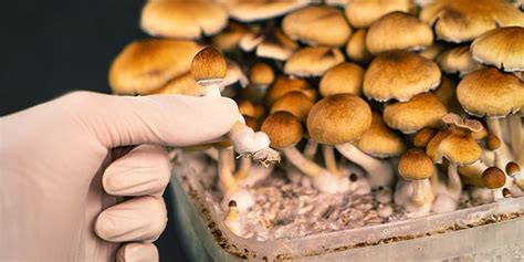 Erfahre Wie Und Wann Man Magic Mushrooms Erntet Zamnesia