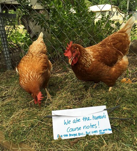 Farmers Are Shaming Their Chickens For Their ‘crimes And