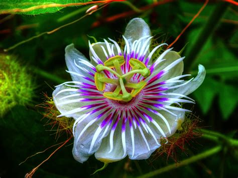 Nature Passion Flower Hd Wallpaper