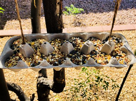 Egg Carton Bird Feeder Mom Wife Busy Life